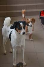 JERRY, Hund, Mischlingshund in Slowakische Republik - Bild 21