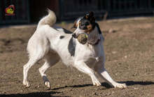 JERRY, Hund, Mischlingshund in Slowakische Republik - Bild 22