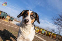 JERRY, Hund, Mischlingshund in Slowakische Republik - Bild 28