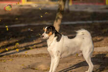 JERRY, Hund, Mischlingshund in Slowakische Republik - Bild 29