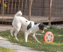 JERRY, Hund, Mischlingshund in Slowakische Republik - Bild 32