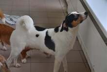JERRY, Hund, Mischlingshund in Slowakische Republik - Bild 7