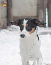 JERRY, Hund, Mischlingshund in Slowakische Republik - Bild 8