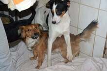 JERRY, Hund, Mischlingshund in Slowakische Republik - Bild 9