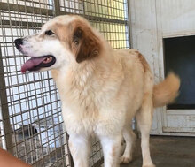 ELIOS, Hund, Mischlingshund in Italien - Bild 10