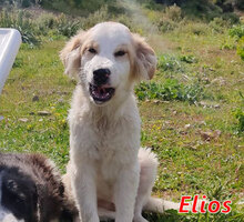 ELIOS, Hund, Mischlingshund in Italien - Bild 11