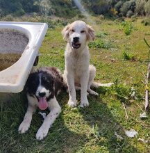 ELIOS, Hund, Mischlingshund in Italien - Bild 12