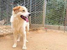 ELIOS, Hund, Mischlingshund in Italien - Bild 2