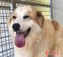 ELIOS, Hund, Mischlingshund in Italien - Bild 8