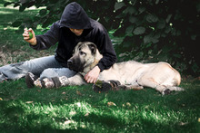 BOYKA, Hund, Kangal in Neustadt - Bild 2