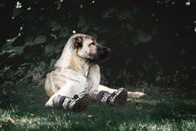 BOYKA, Hund, Kangal in Neustadt - Bild 3
