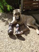 BOYKA, Hund, Kangal in Neustadt - Bild 8