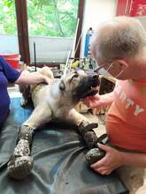 BOYKA, Hund, Kangal in Neustadt - Bild 9