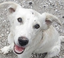 SAMMYLOU, Hund, Mischlingshund in Griechenland - Bild 1