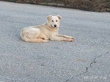 SAMMYLOU, Hund, Mischlingshund in Griechenland - Bild 10