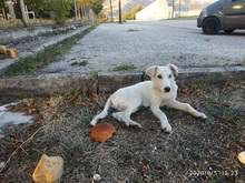 SAMMYLOU, Hund, Mischlingshund in Griechenland - Bild 3