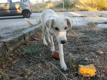 SAMMYLOU, Hund, Mischlingshund in Griechenland - Bild 4