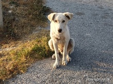SAMMYLOU, Hund, Mischlingshund in Griechenland - Bild 5