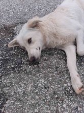 SAMMYLOU, Hund, Mischlingshund in Griechenland - Bild 6