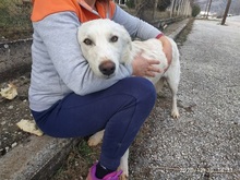 SAMMYLOU, Hund, Mischlingshund in Griechenland - Bild 7