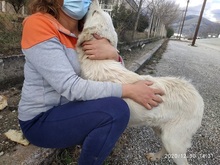 SAMMYLOU, Hund, Mischlingshund in Griechenland - Bild 8