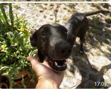 ZAIRA, Hund, Mischlingshund in Bulgarien - Bild 3