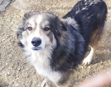 ZAZOU, Hund, Mischlingshund in Bulgarien - Bild 1