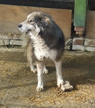ZAZOU, Hund, Mischlingshund in Bulgarien - Bild 2