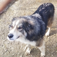 ZAZOU, Hund, Mischlingshund in Bulgarien - Bild 3