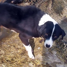 ZOE, Hund, Mischlingshund in Bulgarien - Bild 1