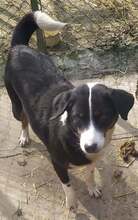 ZOE, Hund, Mischlingshund in Bulgarien - Bild 2