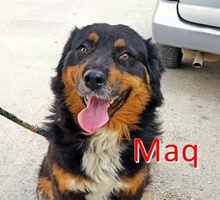 MAQ, Hund, Rottweiler-Mix in Bulgarien - Bild 1