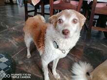 LIDI, Hund, Mischlingshund in Bulgarien - Bild 1