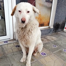 XAVAR, Hund, Mischlingshund in Bulgarien - Bild 1