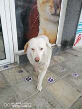 XAVAR, Hund, Mischlingshund in Bulgarien - Bild 2