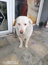 XAVAR, Hund, Mischlingshund in Bulgarien - Bild 3