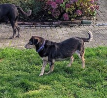 SPARKY, Hund, Mischlingshund in Kleve - Bild 12