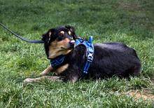 SPARKY, Hund, Mischlingshund in Kleve - Bild 5