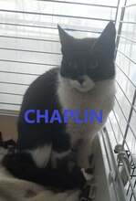 CHAPLIN, Katze, Europäisch Kurzhaar in Bulgarien - Bild 1