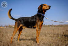 AMIGO, Hund, Mischlingshund in Ungarn - Bild 4