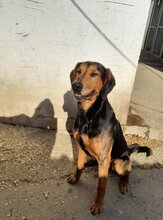 AMIGO, Hund, Mischlingshund in Ungarn - Bild 5