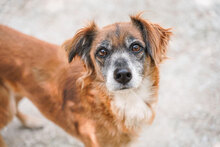 JENNI, Hund, Mischlingshund in Bulgarien - Bild 1