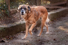 JENNI, Hund, Mischlingshund in Bulgarien - Bild 10