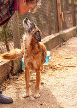 JENNI, Hund, Mischlingshund in Bulgarien - Bild 11