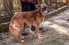 JENNI, Hund, Mischlingshund in Bulgarien - Bild 12