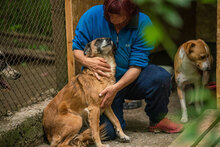 JENNI, Hund, Mischlingshund in Bulgarien - Bild 13