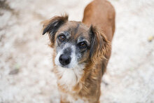 JENNI, Hund, Mischlingshund in Bulgarien - Bild 3