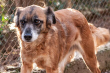 JENNI, Hund, Mischlingshund in Bulgarien - Bild 4