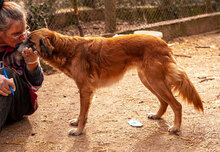 JENNI, Hund, Mischlingshund in Bulgarien - Bild 5