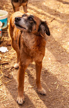 JENNI, Hund, Mischlingshund in Bulgarien - Bild 6